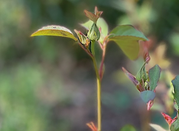 Världens hopp vs vårt