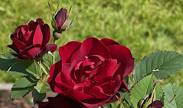 Mer lik, undan för undan.