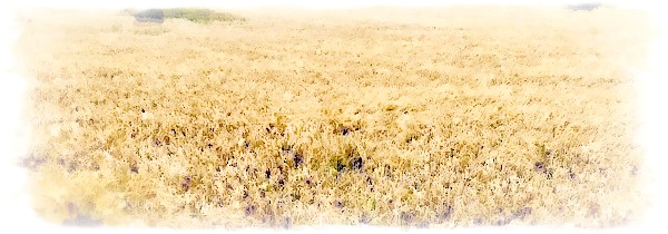 Så länge dagen varar